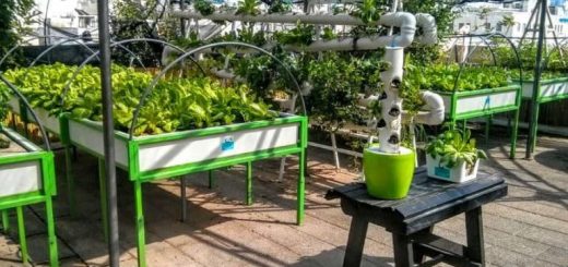 שפע הטבע: מפגש גידול צמחים בגג ירוק בתל אביב