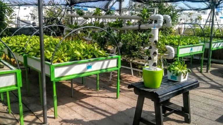 שפע הטבע: מפגש גידול צמחים בגג ירוק בתל אביב