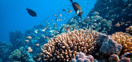 עוצרים נשימה: סיור שנירקול מודרך בשונית האלמוגים