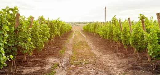 יום שישי אביבי: סיור יין מרתק וטעימות ביקבי ברקן וברבדו