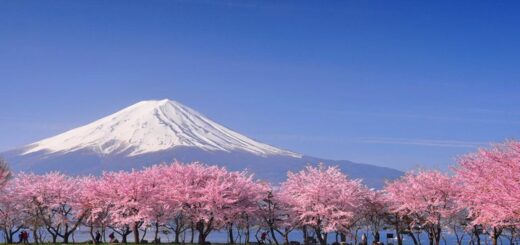 פריחת הדובדבן (סָאקוּרָה) ביפן - רגע של יופי נצחי