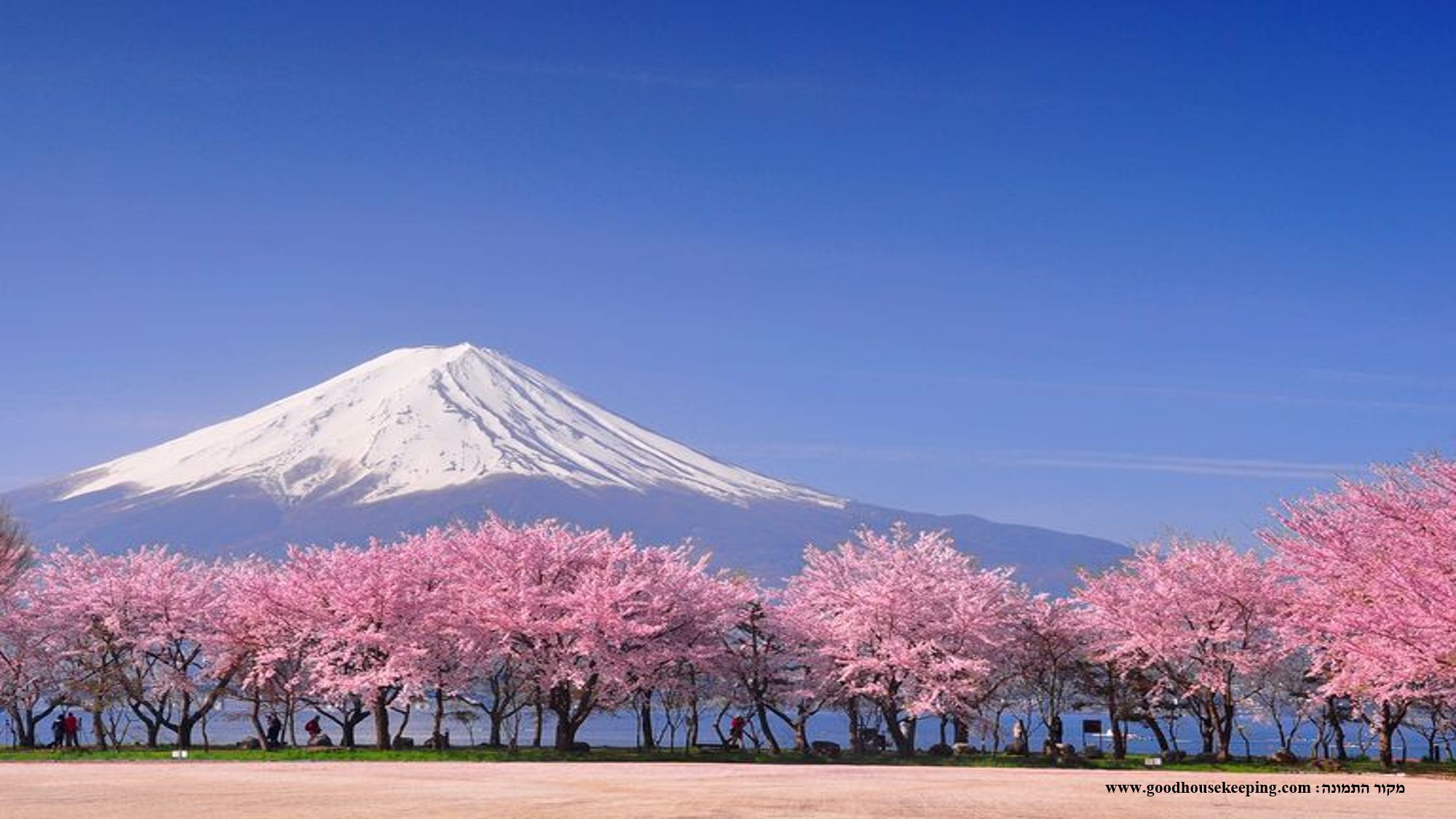 פריחת הדובדבן (סָאקוּרָה) ביפן - רגע של יופי נצחי