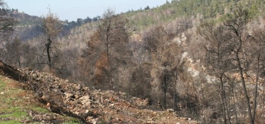 שורשים עמוקים: סיור בעקבות שריפות וחקלאות בהרי ירושלים