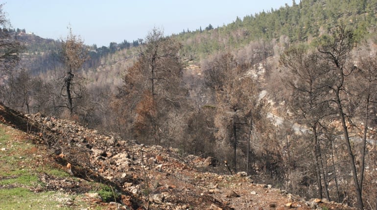 שורשים עמוקים: סיור בעקבות שריפות וחקלאות בהרי ירושלים