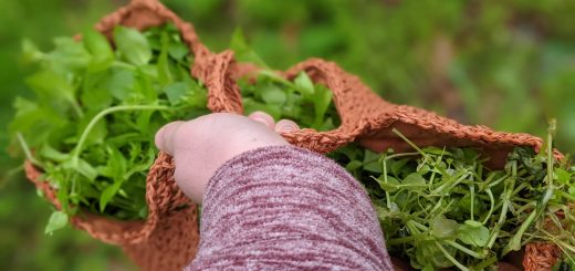 לאכול מהטבע: סדנת ליקוט צמחי בר בגליל